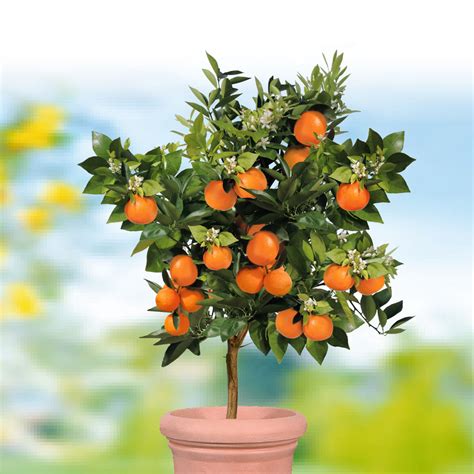 Wie oft und wie viel orangenbaum pflanzen: Echter Orangenbaum 'Palermo' | Mediterrane Pflanzen | Obst ...