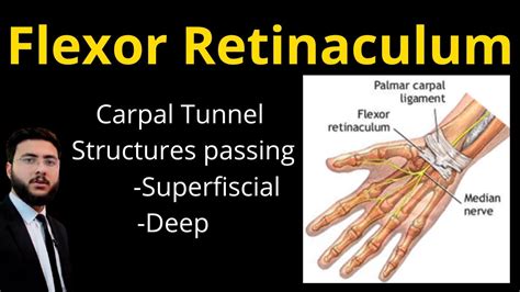 Flexor Retinaculum Of Hand Anatomy L Surface Marking L Structures