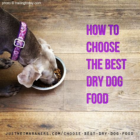 How To Choose The Best Dry Dog Food