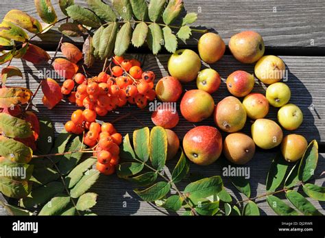 Rowan Fruits And True Service Berries Stock Photo Alamy