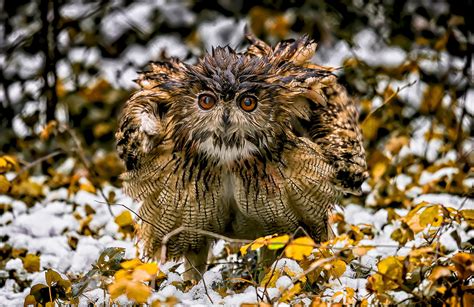 Nature Winter Animals Birds Owl Wallpapers Hd Desktop And Mobile