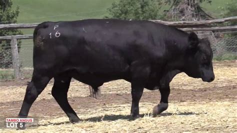 Lot 5 Tambo Angus P16 Youtube