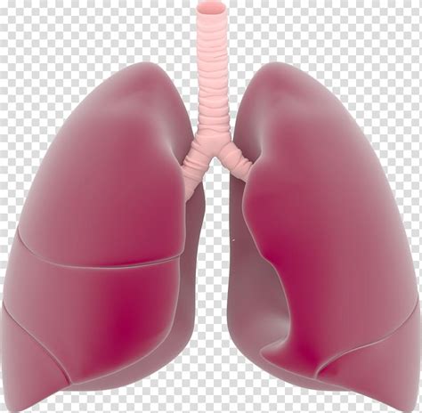 Free Download Lung Respiratory System Lungs Transparent Background