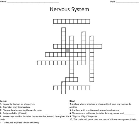 Nervous System Crossword Wordmint