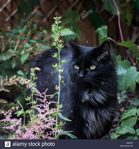 Domestic Long Haired Black Cat Stock Photo Royalty Free