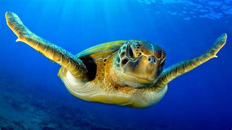 Turtle Meat The Ultimate Survival Diet Bbc News