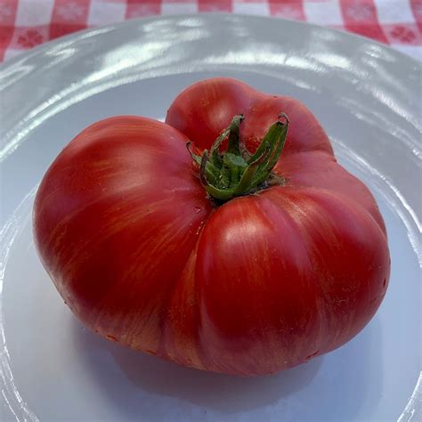 Dwarf Hannahs Prize Organic Tomato Seeds Tomatofest