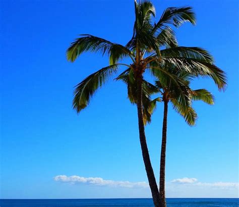 Green Palm Tree Against Blue Sky Free Image Download