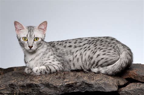 House Cats That Look Like Leopards For Sale Roseline Blanchette