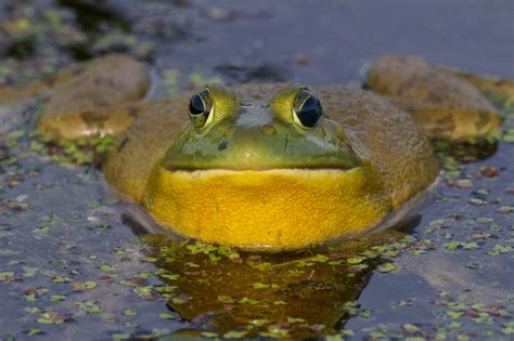 Maryland Biodiversity Project American Bullfrog Lithobates Catesbeianus