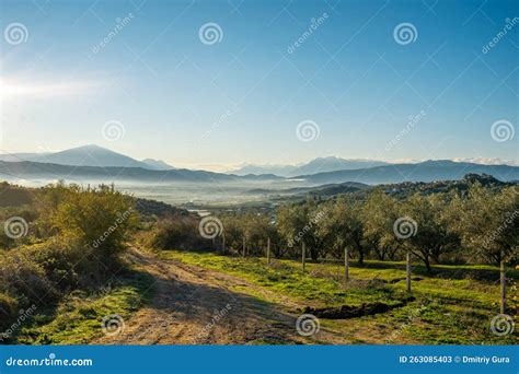 Maremma Countryside Panoramic View Olive Trees Rolling Hills And