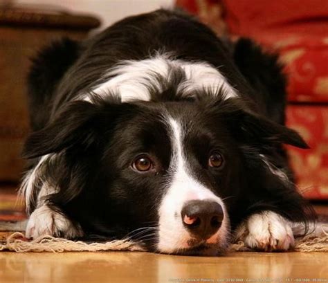 10 Realities That New Border Collie Owners Must Accept