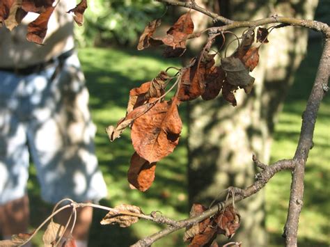 Place sticky traps in your tree and use a spray containing kaolin clay. apple tree dying from branch ends - PlantDOC