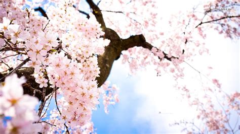 Your Name Cherry Blossom Anime Wallpaper Top Anime Wallpaper