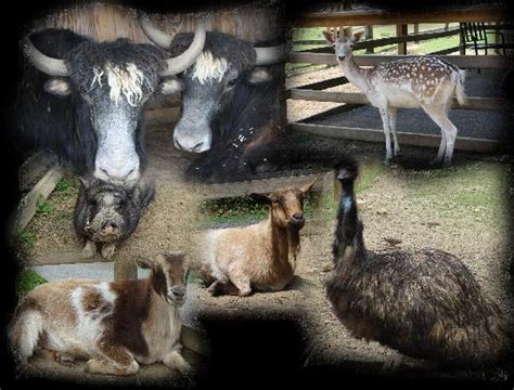 A petting zoo is a small zoo where visitors (mostly children) can get up close to animals and pet them. Luray Zoo - A Rescue Zoo - All You Need to Know Before You ...