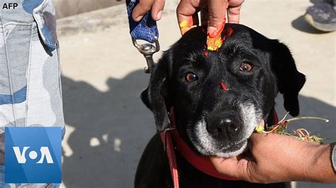Dogs In Nepal Are Celebrated During Kukur Tihar Festival Youtube