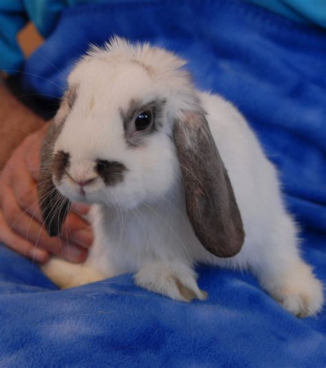 Irving Baby Mini Lop Bunny For Adoption