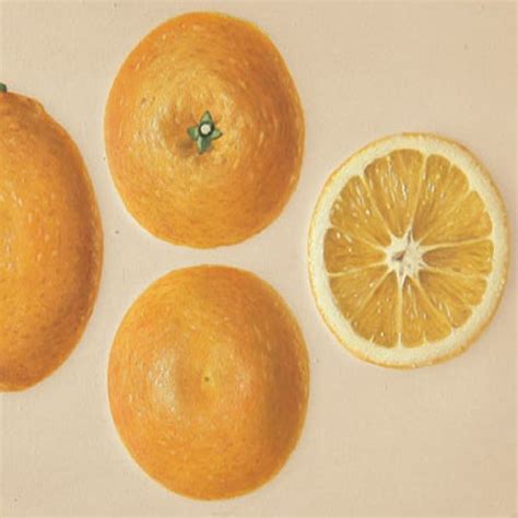 shamouti or palestine jaffa orange oscar tintori nurseries worldwide citrus plants