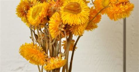 We have yellow strawflowers, orange strawflowers and purple strawflowers. Dried StrawFlowers - Straw Flowers