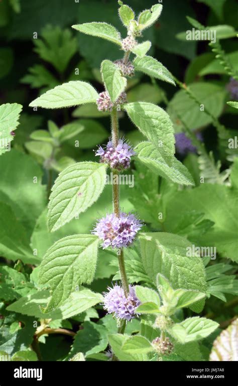 Field Mint Mentha Arvensis Hi Res Stock Photography And Images Alamy