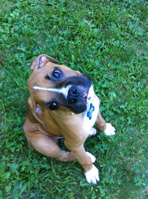 The instructions for how much to give your pup is on the bottle of the dewormer. weight of my puppy. - Boxer Forum : Boxer Breed Dog Forums