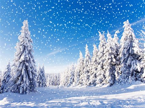 Winter Snow Tree Forest Snowfall Vinyl Photography Backdrops Blue Sky