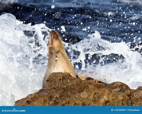 Sea Lion With Waves Crashing Stock Image Image Of Zalophus Water