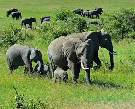 Premium Photo African Elephants In Their Natural Habitat Kenya Africa