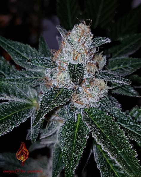 Share to twitter share to facebook share to pinterest. The OG #18 (Reserva Privada) :: Cannabis Strain Info