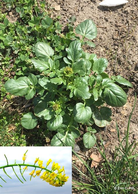 Enter lob in the common name field and you'll get all our species that have lobelia in the common name, as well as agrimony: Spring blooming lawn and garden weeds: A focus on winter ...