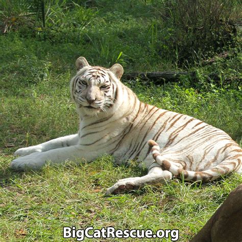 See the big cats relaxing in their new home at wild animal sanctuary in colorado. Sentencing Statement | Big cat rescue, Big cats, Wild ...