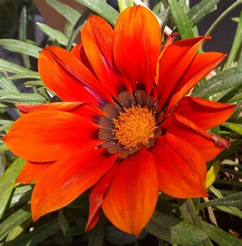 Red Orange Shaded Flower