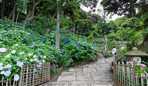 Jun 04, 2021 · 茨城県と水戸市は4日、新型コロナウイルス感染者が県内で新たに計45人確認されたと発表した。さらに県は同日、患者1人が. 茨城県のあじさい観光名所・あじさい祭りのご案内：茨城VRツアー