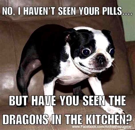 Bahahahaha Dog Memes So Funny Dog Meme Food In 2020 Dog Quotes