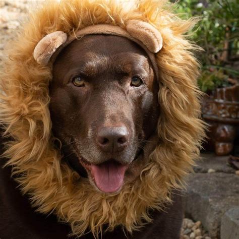 15 Pics That Prove Labrador Dogs Always Win At Halloween The Dogman