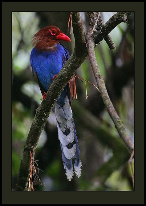 Sri Lanka Blue Magpie Urocissa Ornata A Beautiful Endemi Flickr