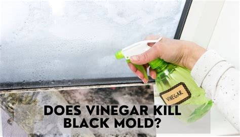 Does Vinegar Kill Black Mold How To Use It Floor Techie