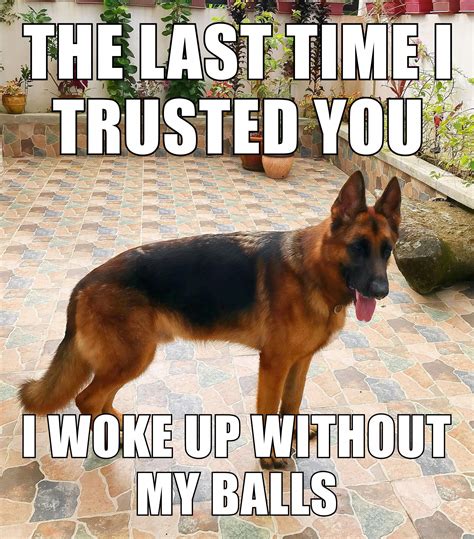 Truthful Dogs Frases Dogfie Femaledogsaccessories