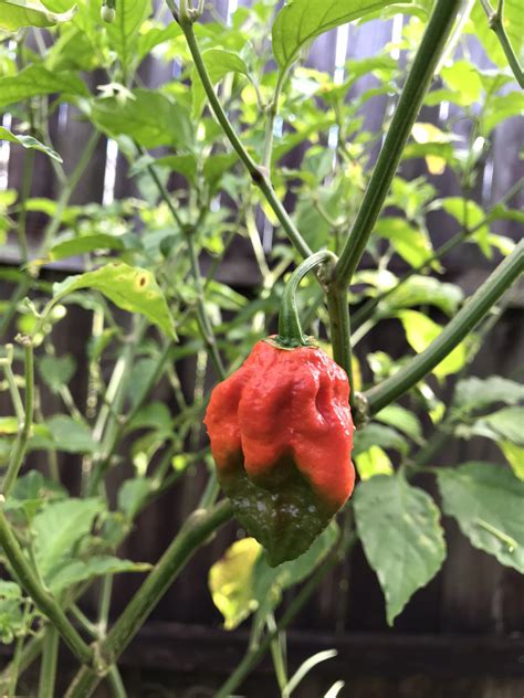 This Ghost Peppers Color During Ripening Just Thought It Looked Cool R Hotpeppers