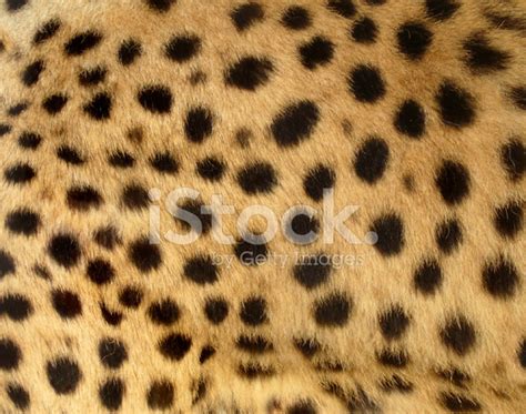 Cheetah Spots Stock Photo Royalty Free Freeimages