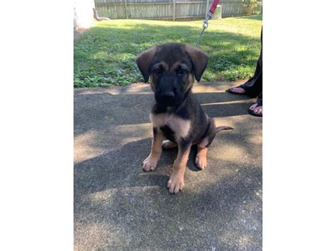 12 Weeks Old Male German Shepherd Indianapolis Puppies For Sale Near Me