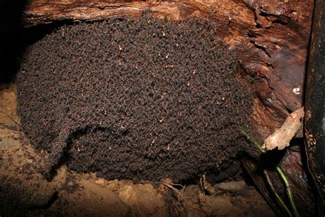 This Swarm Of Soldier Ants Rnatureismetal