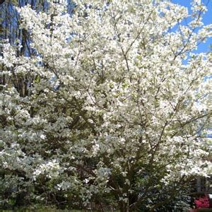 What is the cheapest option available within ornamental trees? 7 Inexpensive Landscaping trees| Evansville Lawn & Landscape