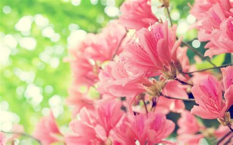 Beautiful Pink Spring Flowers Hd Nature Wallpaper