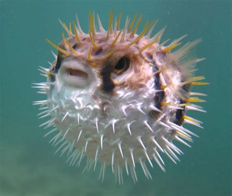 924 Pufferfish Is An Amazing Little Fish Because 1k Smiles