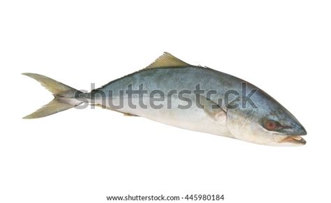 Yellowtail Amberjack Fish Seriola Lalandi Isolated Stock Photo