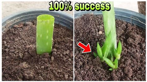 How To Grow Aloe Vera From Leaf Cutting YouTube