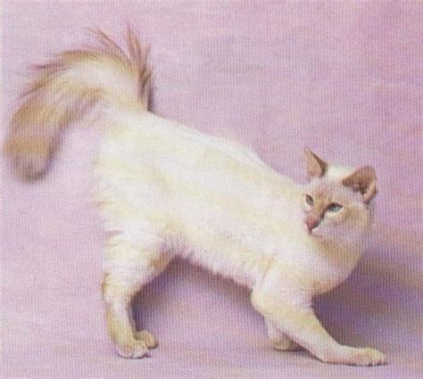 Javanese Cat White Cat Breeds Cat Breeds Cats