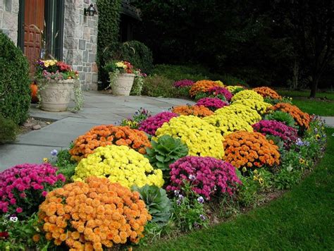 10 Attractive Fall Mums Garden Landscaping Ideas