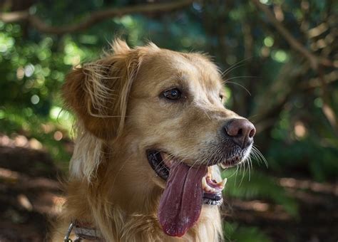 Black Spot On Dogs Tongue Golden Retriever Unraveling The